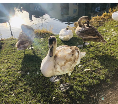 cygnets by the side of the Grand Canal in Dublin