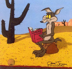 coyote
