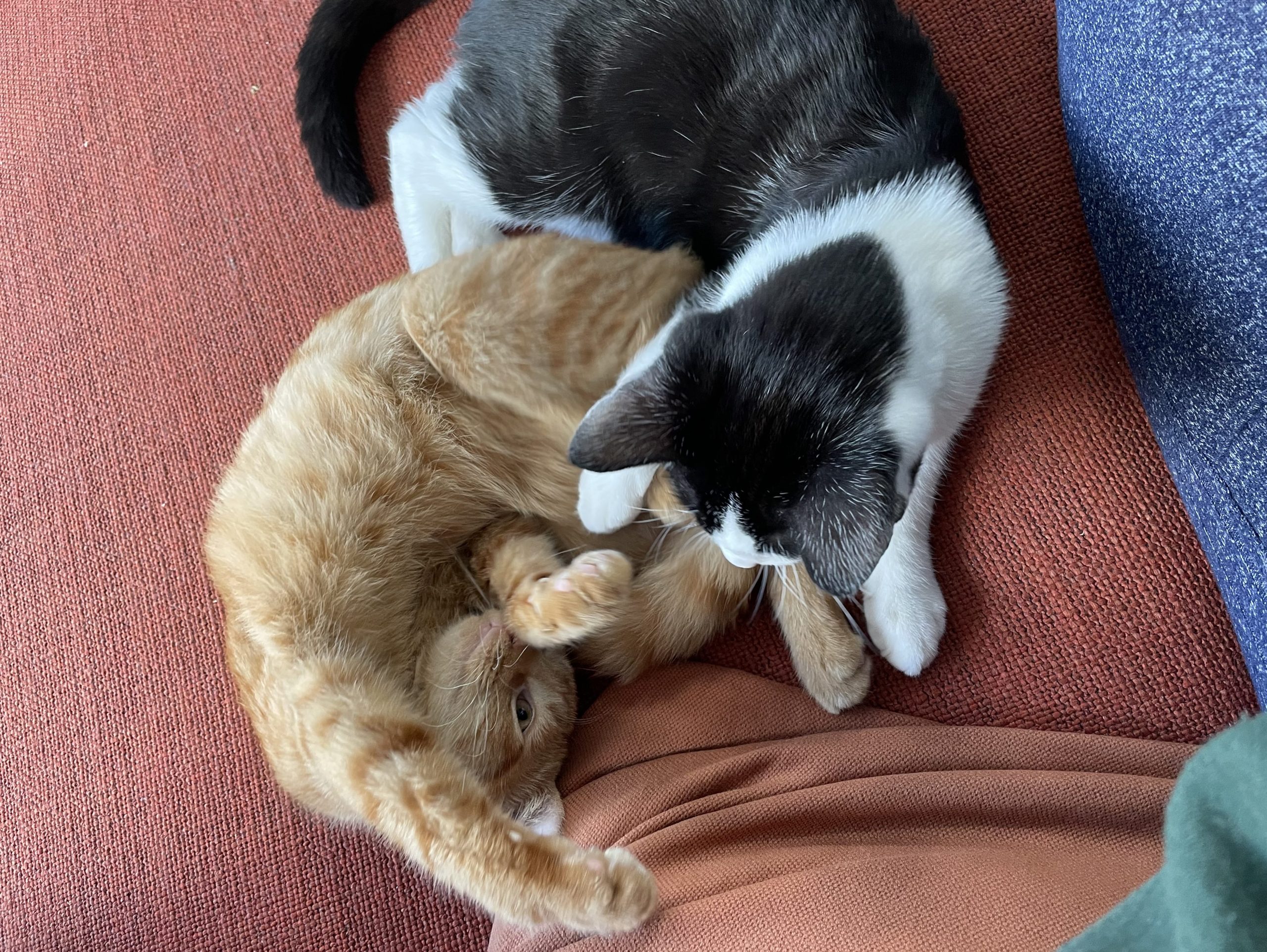 A picture of an orange kitten on his back and a black and white kitten cuddled up next to him.